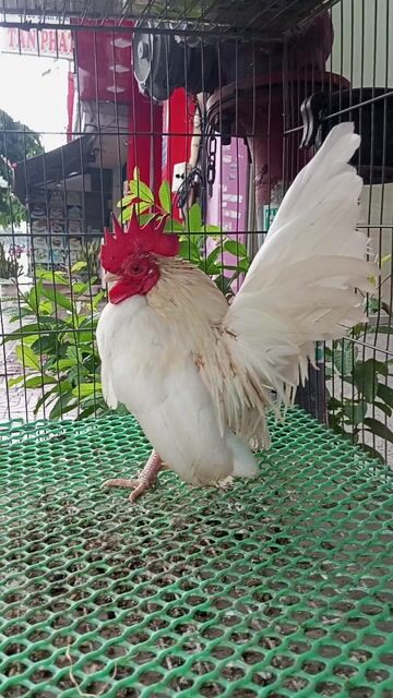 trống trắng serama. Mua bán Gà tại Quận Bình Tân Tp Hồ Chí Minh được đăng bởi cửa hàng minh trí hình 1
