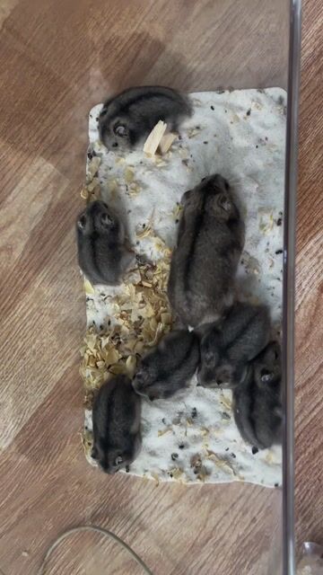 Combo nuôi Hamster. Mua bán Phụ kiện, Thức ăn, Dịch vụ tại Quận Cẩm Lệ Đà Nẵng được đăng bởi Nơ Hamster Shop hình 1