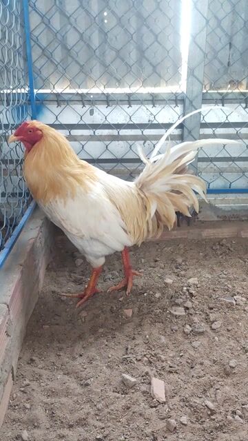 khét sữa siu mỹ 3k6. Mua bán Gà tại Huyện Tân Phú Đông Tiền Giang được đăng bởi Long phung hình 1