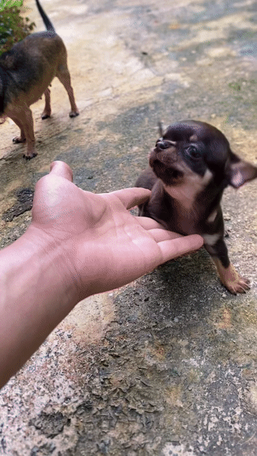 Chó Chihuahua đực Mini heo lùn Socola. Mua bán Chó tại Quận 12 Tp Hồ Chí Minh được đăng bởi Hữu thịnh hình 1
