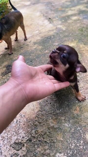 Chó Chihuahua đực Mini heo lùn Socola. Mua bán Chó tại Quận 12 Tp Hồ Chí Minh được đăng bởi Hữu thịnh hình 1