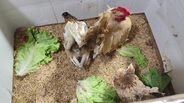 BỘ 03 SERAMA 01 TRỐNG VÀNG& 02 MÁI ĐIỀU. Mua bán Gà tại Quận 8 Tp Hồ Chí Minh được đăng bởi THUẬN PHÁT SERAMA hình 1