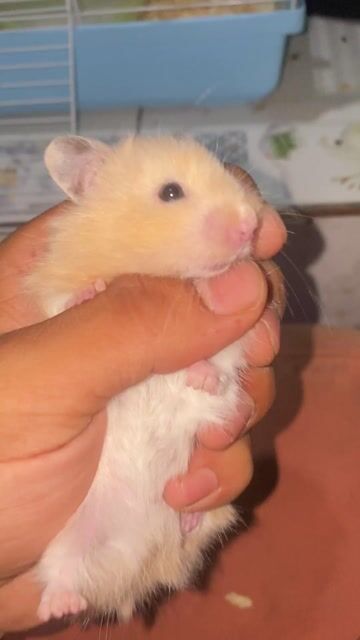 Chuột Hamster Bear. Mua bán Thú cưng khác tại Huyện Nhà Bè Tp Hồ Chí Minh được đăng bởi Tuấn anh Cao hình 1