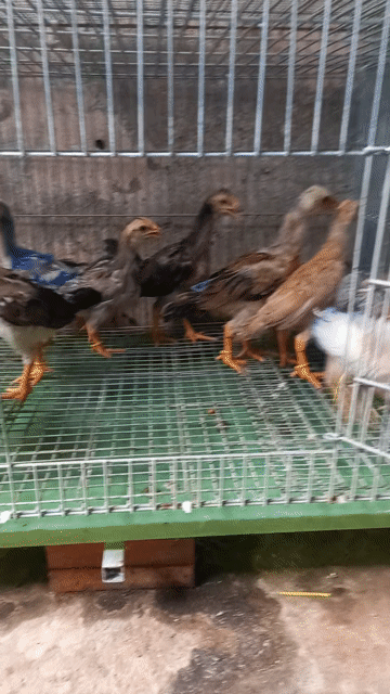 tốp 10 con asil mỹ f1 . Mua bán Gà tại Quận Ô Môn Cần Thơ được đăng bởi Trại gà đá sai phan hình 1