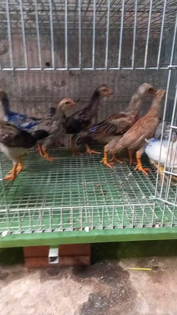 tốp 10 con asil mỹ f1 . Mua bán Gà tại Quận Ô Môn Cần Thơ được đăng bởi Trại gà đá sai phan hình 1