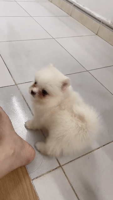 Chó Phốc Sóc mini 2 tháng tuổi. Mua bán Chó tại Huyện Đông Anh Hà Nội được đăng bởi Hân Hân  hình 1