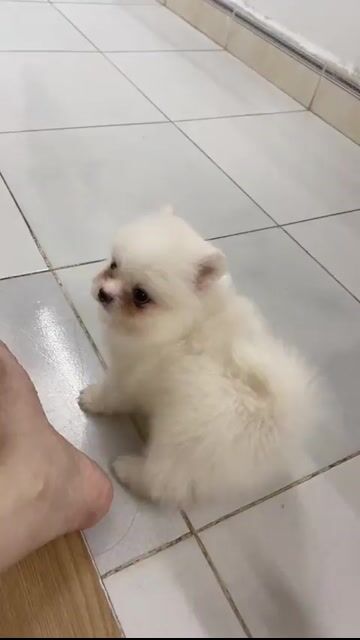 Chó Phốc Sóc mini 2 tháng tuổi. Mua bán Chó tại Huyện Đông Anh Hà Nội được đăng bởi Hân Hân  hình 1