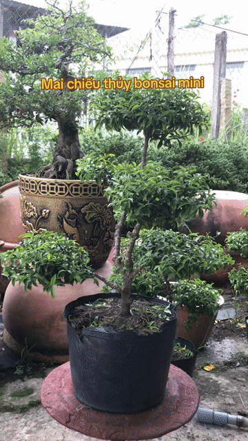 🌿 Mai Chiếu Thủy mini tán tầng – Nhỏ gọn nhưng nhì. Mua bán Cây cảnh, đồ trang trí tại Huyện Chợ Lách Bến Tre được đăng bởi Loan Phạm hình 1
