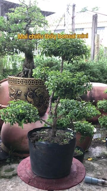 🌿 Mai Chiếu Thủy mini tán tầng – Nhỏ gọn nhưng nhì. Mua bán Cây cảnh, đồ trang trí tại Huyện Chợ Lách Bến Tre được đăng bởi Loan Phạm hình 1