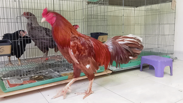 nọc khét thái mỹ trạng 4kg . Mua bán Gà tại Quận 8 Tp Hồ Chí Minh được đăng bởi phương  cán đẹp hình 1