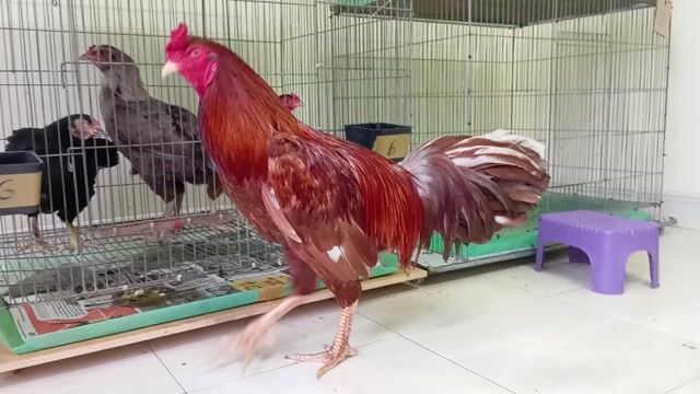 nọc khét thái mỹ trạng 4kg . Mua bán Gà tại Quận 8 Tp Hồ Chí Minh được đăng bởi phương  cán đẹp hình 1
