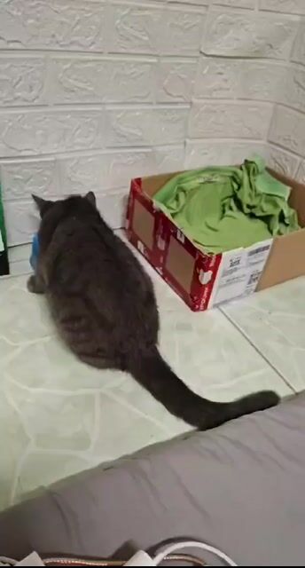 Mèo Anh lông ngắn 3 tháng Xám 1 mũi. Mua bán Mèo tại Huyện Long Thành Đồng Nai được đăng bởi Toni Jeam hình 1