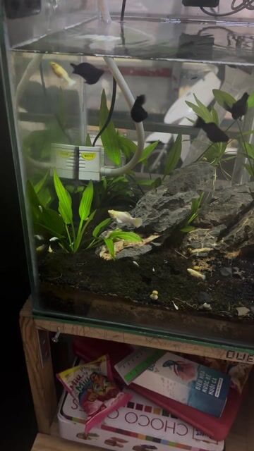 Hồ cá cảnh 38x38x40 cm Hoàn hảo. Mua bán Phụ kiện, Thức ăn, Dịch vụ tại Quận 11 Tp Hồ Chí Minh được đăng bởi Nguyen Binh hình 1