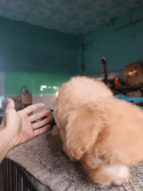 Chó Poodle Tiny Cái Nâu 2 tháng tuổi, chích 2 mũi. Mua bán Chó tại Thị xã Tân Uyên Bình Dương được đăng bởi FT Pet Shop hình 1