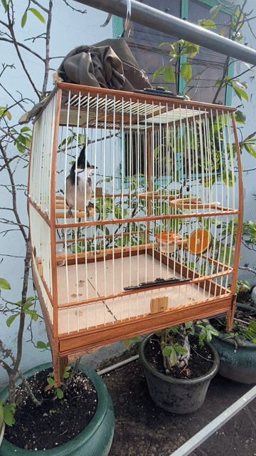 Chim cảnh trống đầu lem cánh trắng 1 mùa. Mua bán Chim tại Huyện Cần Giuộc Long An được đăng bởi Vũ hình 1