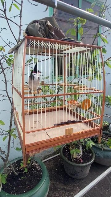 Chim cảnh trống đầu lem cánh trắng 1 mùa. Mua bán Chim tại Huyện Cần Giuộc Long An được đăng bởi Vũ hình 1