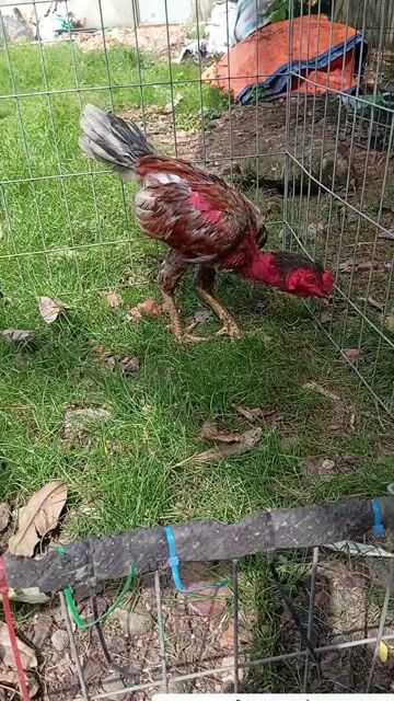Chiến thần Xám chân vàng. Mua bán Gà tại Quận Gò Vấp Tp Hồ Chí Minh được đăng bởi Lê Thanh Dương  hình 1