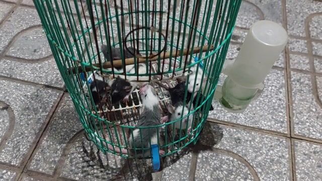 CHUỘT DUMBO RAT DỄ THƯƠNG. Mua bán Thú cưng khác tại Thành phố Biên Hòa Đồng Nai được đăng bởi Vũ Khánh Duy hình 1