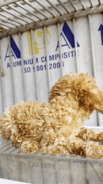 Chó Poodle Tiny cái Thuần chủng. Mua bán Chó tại Huyện Hoài Đức Hà Nội được đăng bởi Lạc Lạc  hình 1