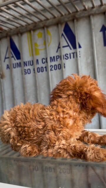 Chó Poodle Tiny cái Thuần chủng. Mua bán Chó tại Huyện Hoài Đức Hà Nội được đăng bởi Lạc Lạc  hình 1