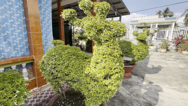Cặp Mai Chiếu Thủy hình Cặp Nai - Gốc 15 năm. Mua bán Cây cảnh, đồ trang trí tại Huyện Gò Công Tây Tiền Giang được đăng bởi Đình Văn hình 1
