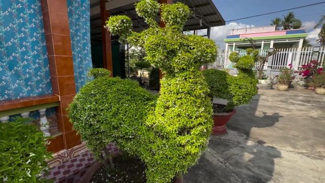 Cặp Mai Chiếu Thủy hình Cặp Nai - Gốc 15 năm. Mua bán Cây cảnh, đồ trang trí tại Huyện Gò Công Tây Tiền Giang được đăng bởi Đình Văn hình 1