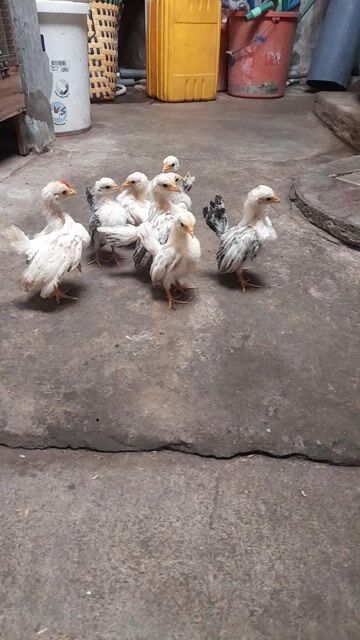 Gà tre kiểng mini serama. Mua bán Gà tại Thành phố Trà Vinh Trà Vinh được đăng bởi Sơn hình 1