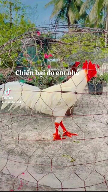 Gà chọi Thái mỹ 3.3kg. Mua bán Gà tại Huyện Càng Long Trà Vinh được đăng bởi Trường AN Văn Nguyễn hình 1