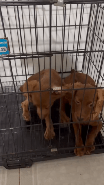 Chó nhà đẻ chó poodle lai. Mua bán Chó tại Thành phố Thuận An Bình Dương được đăng bởi Roi Nguyen hình 1
