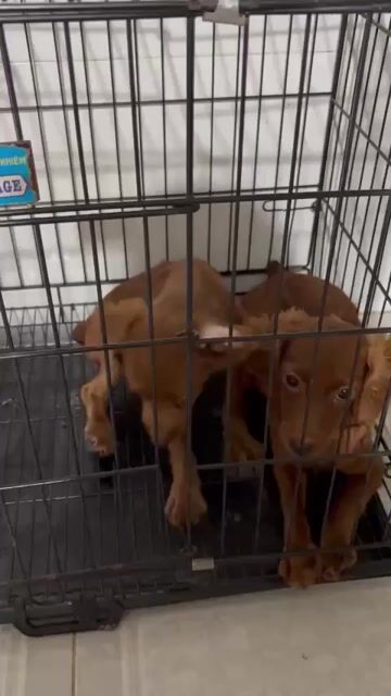 Chó nhà đẻ chó poodle lai. Mua bán Chó tại Thành phố Thuận An Bình Dương được đăng bởi Roi Nguyen hình 1