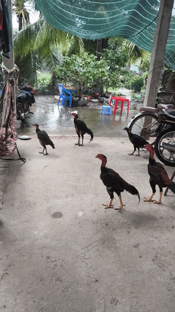 Gà đòn trống đen đỏ đá giỏi. Mua bán Gà tại Thành phố Bến Tre Bến Tre được đăng bởi chuyên tre bắc  hình 1