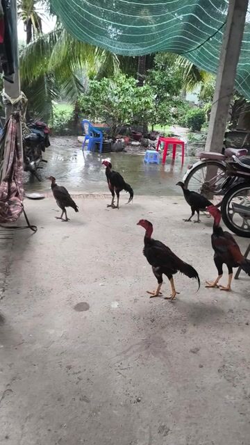 Gà đòn trống đen đỏ đá giỏi. Mua bán Gà tại Thành phố Bến Tre Bến Tre được đăng bởi chuyên tre bắc  hình 1