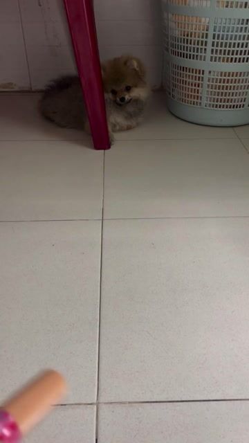 Chó Phốc Sóc nâu vàng. Mua bán Chó tại Quận Thanh Khê Đà Nẵng được đăng bởi Linh hình 1