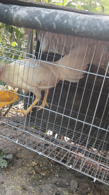Gà mái Trắng 2.1kg Cái. Mua bán Gà tại Thị xã Cai Lậy Tiền Giang được đăng bởi Thanh hình 1