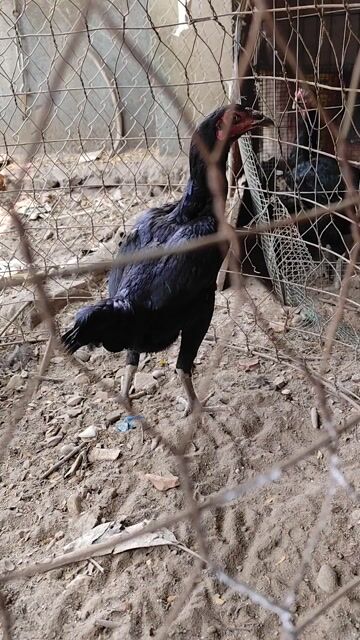 Gà Cái màu Đen. Mua bán Gà tại Quận Liên Chiểu Đà Nẵng được đăng bởi TinsHoo hình 1