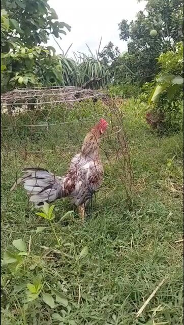 Xám 1k2 . Mua bán Gà tại Huyện Châu Thành Long An được đăng bởi Bằng Nguyễn hình 1