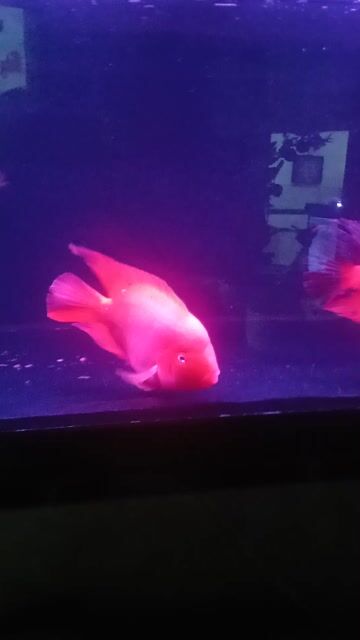 Cá cảnh King Kong 8 ngón Đỏ. Mua bán Thú cưng khác tại Quận Bình Tân Tp Hồ Chí Minh được đăng bởi giau hình 1