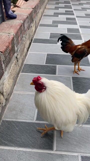 Gà Tân Châu trống 8 tháng. Mua bán Gà tại Huyện Thuỷ Nguyên Hải Phòng được đăng bởi Vũ Quỳnh BĐS Mặt Đường HP hình 1