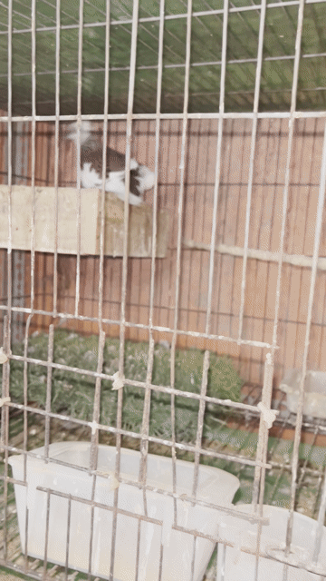Chim cu gáy thái bông. Mua bán Chim tại Quận Phú Nhuận Tp Hồ Chí Minh được đăng bởi Alex Tran hình 1