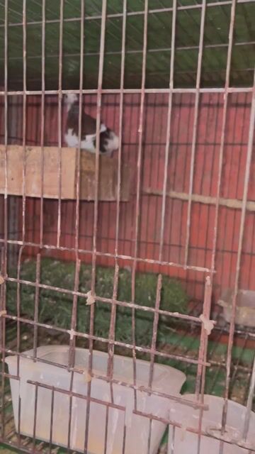 Chim cu gáy thái bông. Mua bán Chim tại Quận Phú Nhuận Tp Hồ Chí Minh được đăng bởi Alex Tran hình 1