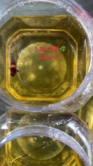 Cá cảnh đa sắc dễ nuôi 5 con 150k. Mua bán Thú cưng khác tại Quận 7 Tp Hồ Chí Minh được đăng bởi Cuong Ken Dy hình 1