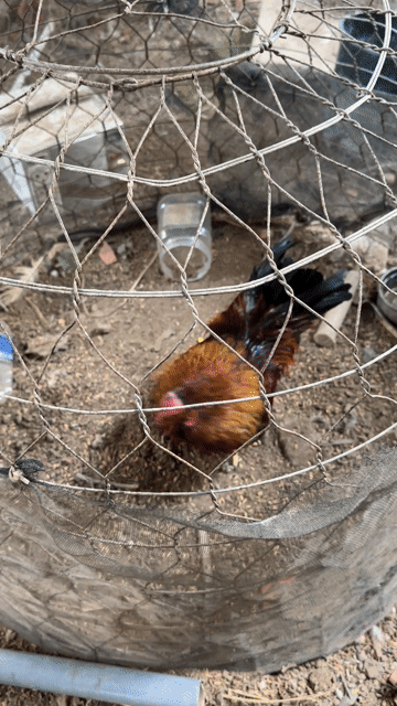 Gà Thái lùn trống 8 tháng 7lạng mấy. Mua bán Gà tại Huyện Càng Long Trà Vinh được đăng bởi vo minh hien hình 1