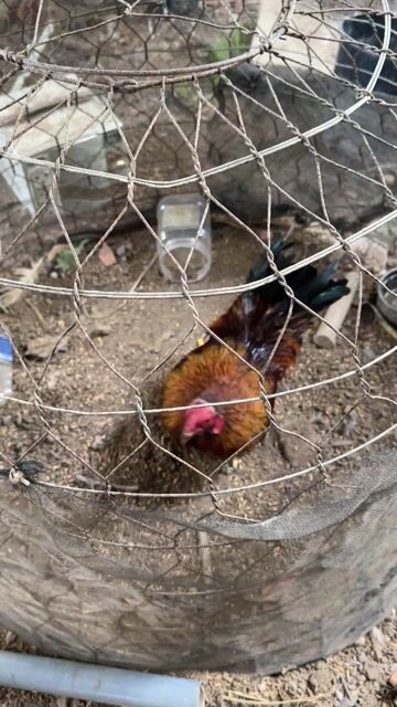 Gà Thái lùn trống 8 tháng 7lạng mấy. Mua bán Gà tại Huyện Càng Long Trà Vinh được đăng bởi vo minh hien hình 1