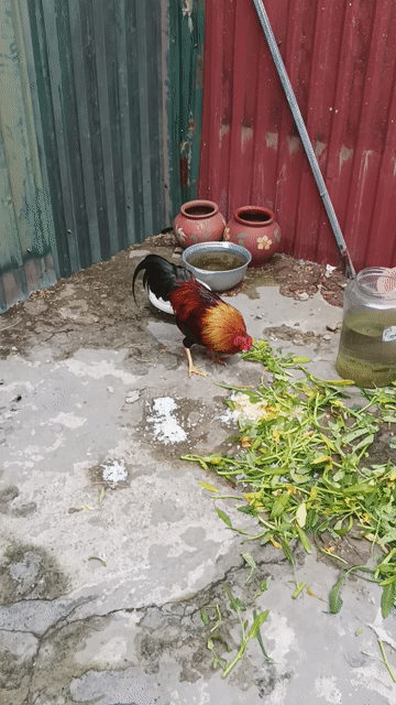 Gà tre trống hơn 1 năm . Mua bán Gà tại Quận Hai Bà Trưng Hà Nội được đăng bởi Mr Tiên  hình 1