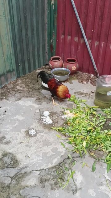 Gà tre trống hơn 1 năm . Mua bán Gà tại Quận Hai Bà Trưng Hà Nội được đăng bởi Mr Tiên  hình 1