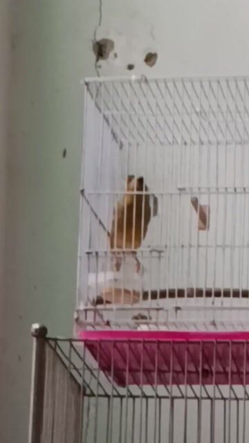 Chim yến trống hót căng. Mua bán Chim tại Quận 12 Tp Hồ Chí Minh được đăng bởi Trâm Nguyên Hoang hình 1