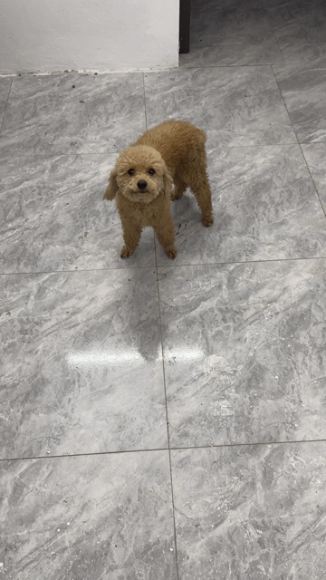Chó Poodle đực màu Nâu vàng. Mua bán Chó tại Huyện Thạch Thất Hà Nội được đăng bởi Bin hình 1