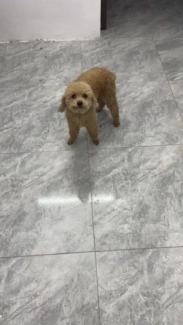 Chó Poodle đực màu Nâu vàng. Mua bán Chó tại Huyện Thạch Thất Hà Nội được đăng bởi Bin hình 1