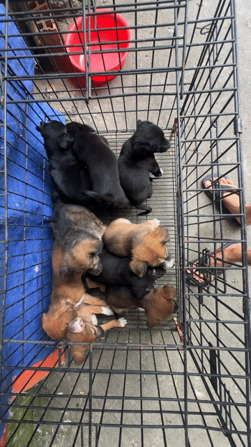 Chó Cỏ lai Nhật nhiều màu. Mua bán Chó tại Quận Bình Tân Tp Hồ Chí Minh được đăng bởi Hải Đăng Gia Thành hình 1