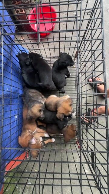 Chó Cỏ lai Nhật nhiều màu. Mua bán Chó tại Quận Bình Tân Tp Hồ Chí Minh được đăng bởi Hải Đăng Gia Thành hình 1